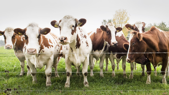 cows
